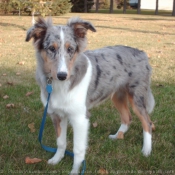 Photo de Chien de berger des shetland