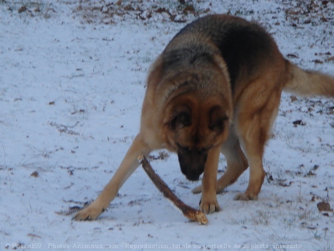 Photo de Berger allemand  poil court