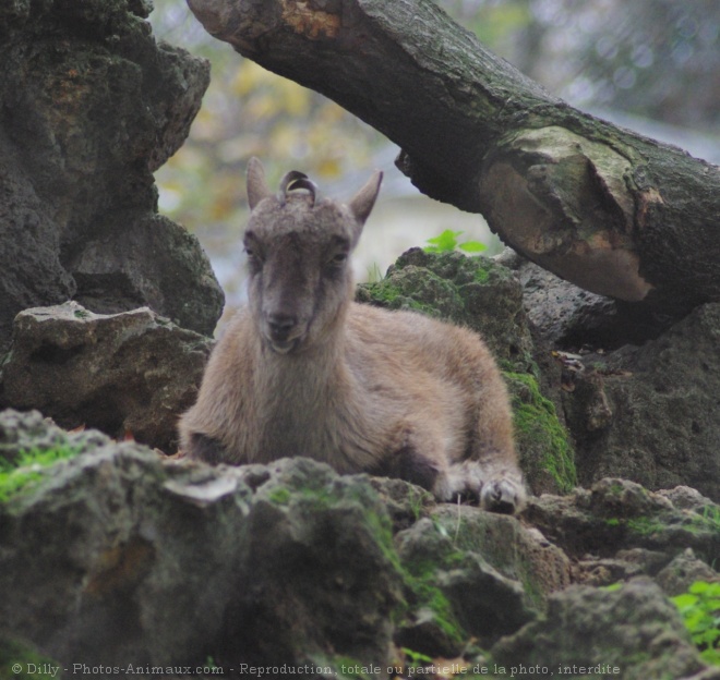 Photo de Chvre