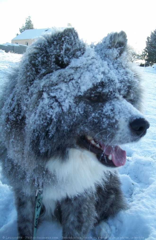 Photo d'Akita inu