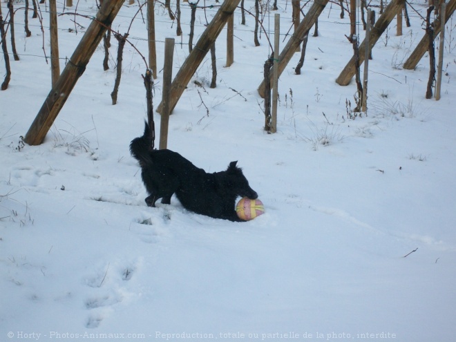 Photo de Border collie