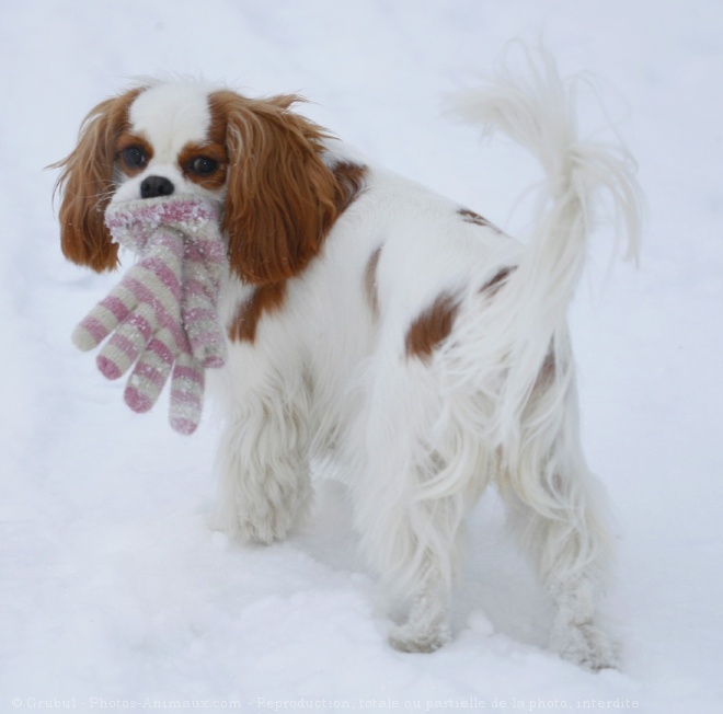 Photo de Cavalier king charles spaniel