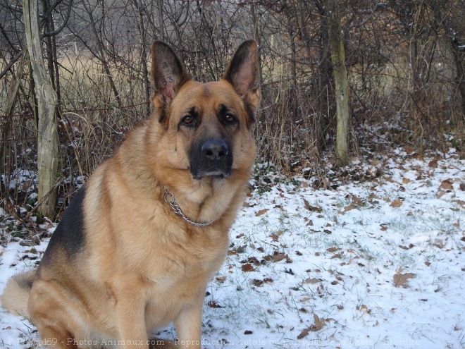 Photo de Berger allemand  poil court