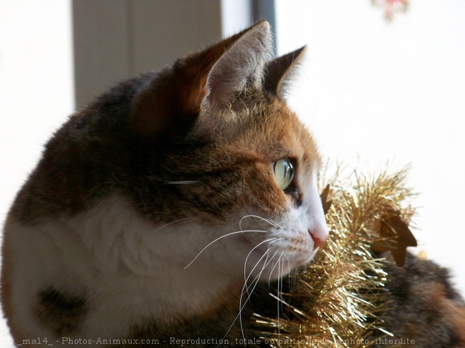 Photo de Chat domestique