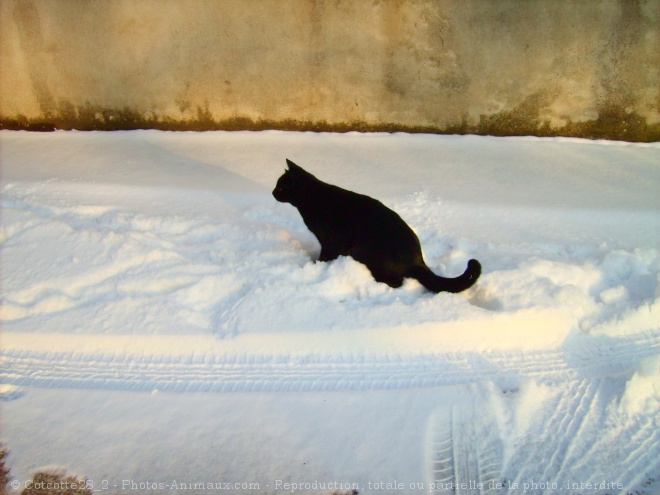 Photo de Chat domestique