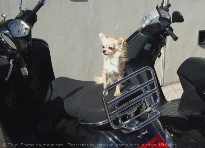 Photo de Chihuahua  poil long