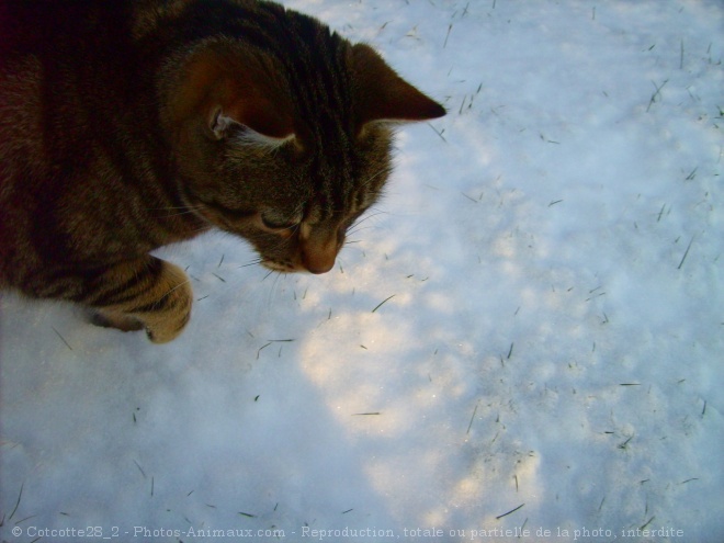 Photo de Chat domestique