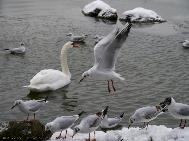 Photo de Races diffrentes