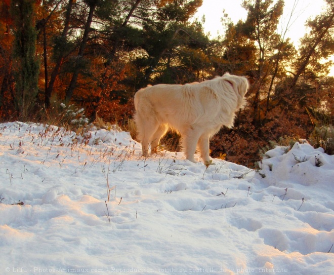 Photo de Golden retriever