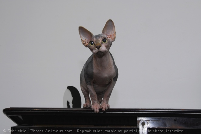 Photo de Sphynx