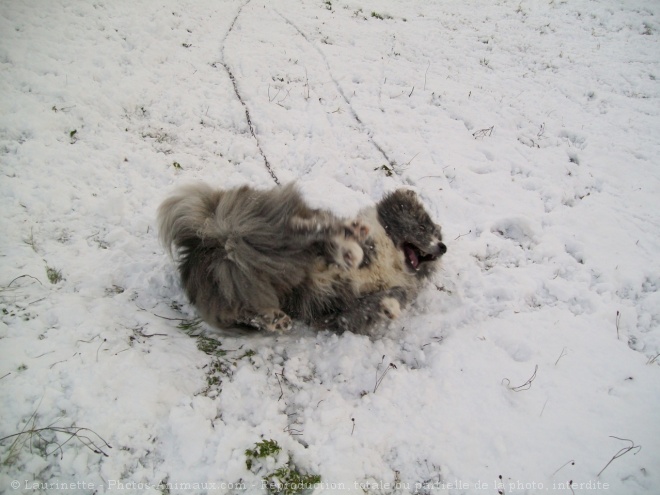 Photo d'Akita inu