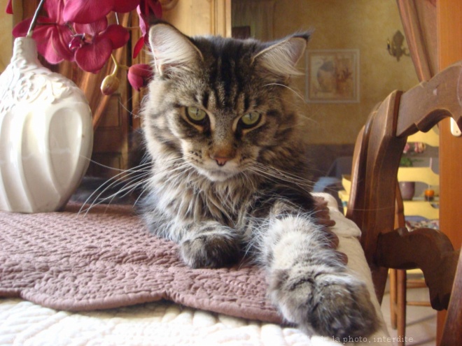 Photo de Maine coon