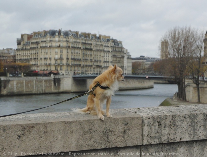 Photo de Chihuahua  poil long