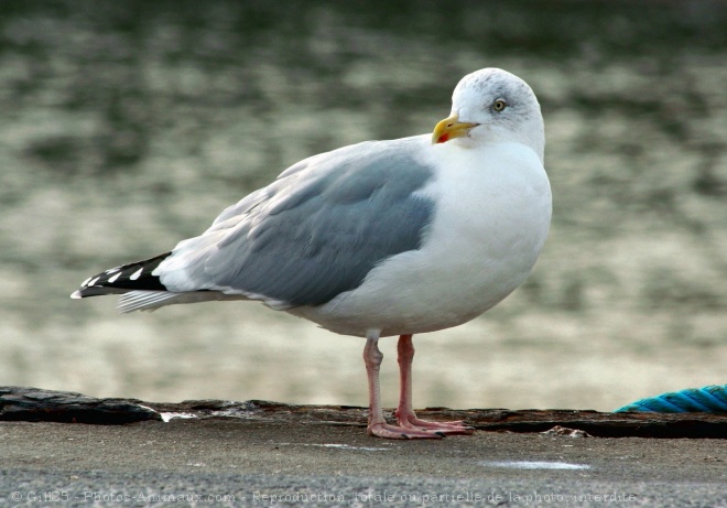 Photo de Mouette