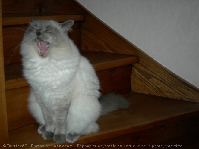 Photo de Ragdoll