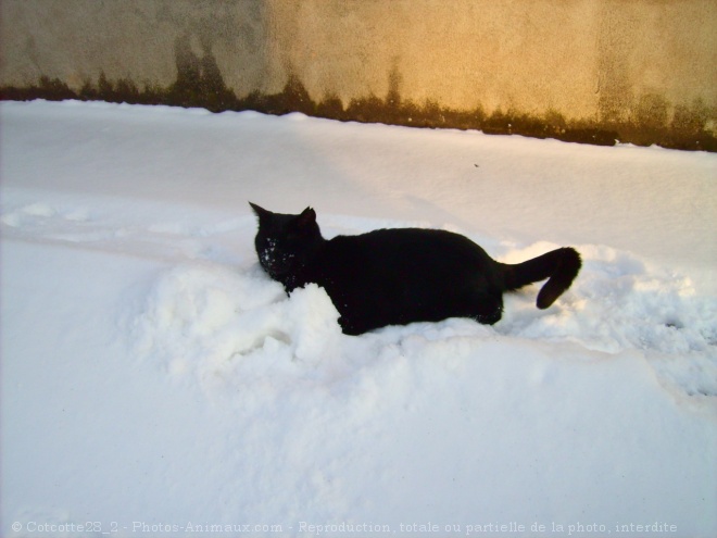 Photo de Chat domestique