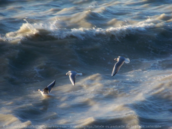 Photo de Mouette