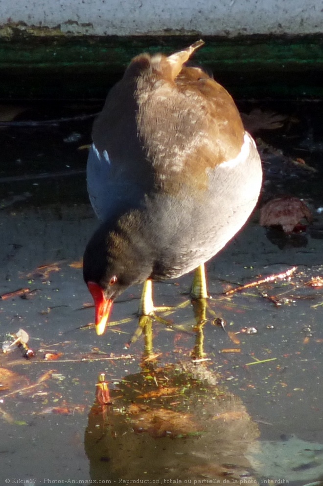 Photo de Poule d'eau