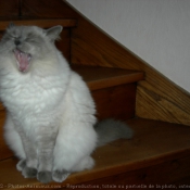 Photo de Ragdoll