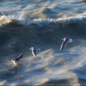 Photo de Mouette