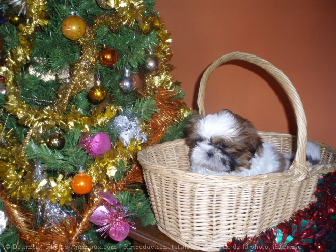 Photo de Shih tzu