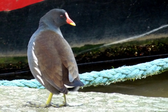 Photo de Poule d'eau