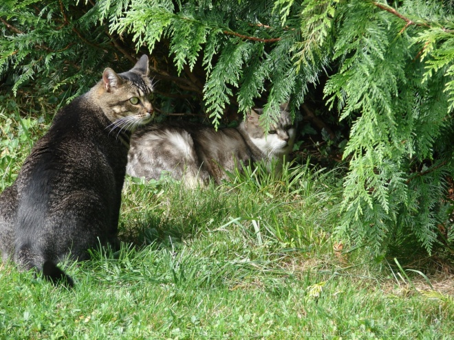 Photo de Chat domestique