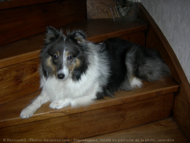 Photo de Chien de berger des shetland