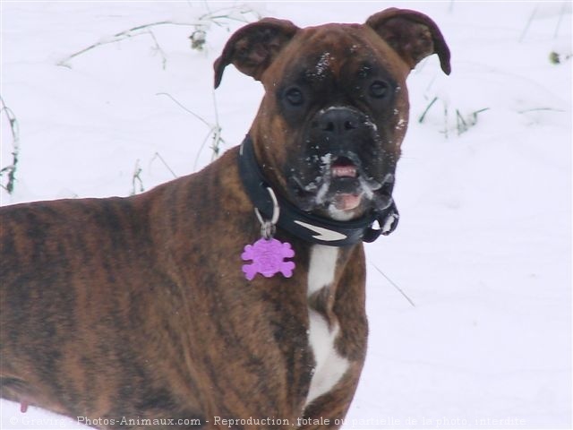 Photo de Boxer