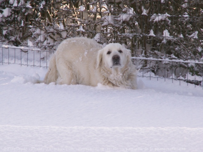 Photo de Golden retriever