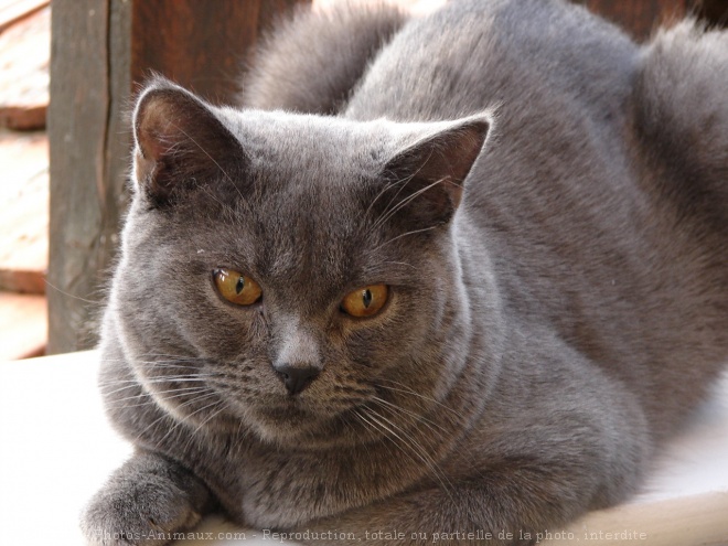 Photo de Chartreux