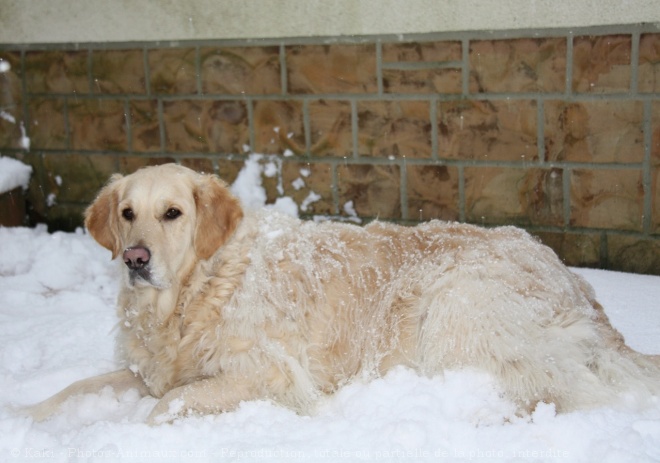 Photo de Golden retriever