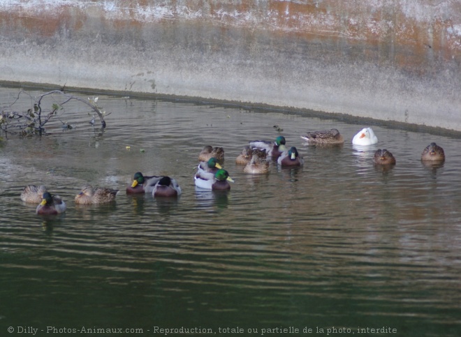 Photo de Canard