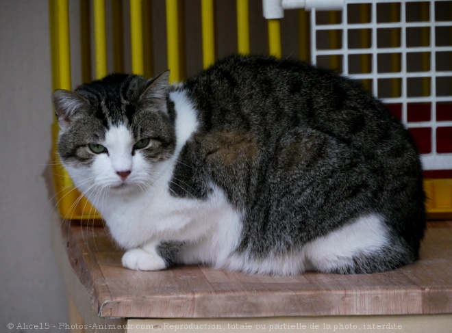 Photo de Chat domestique