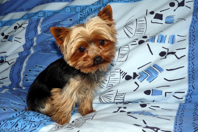 Photo de Yorkshire terrier