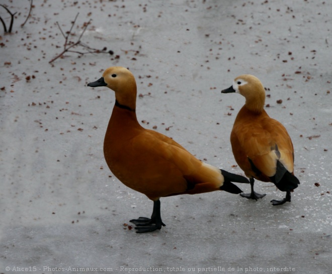 Photo de Canard tadorne casarca