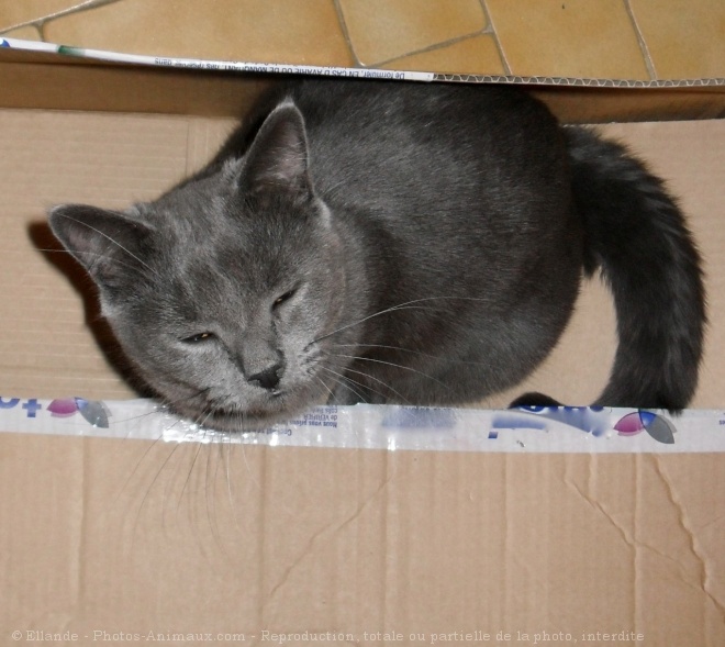 Photo de Chartreux