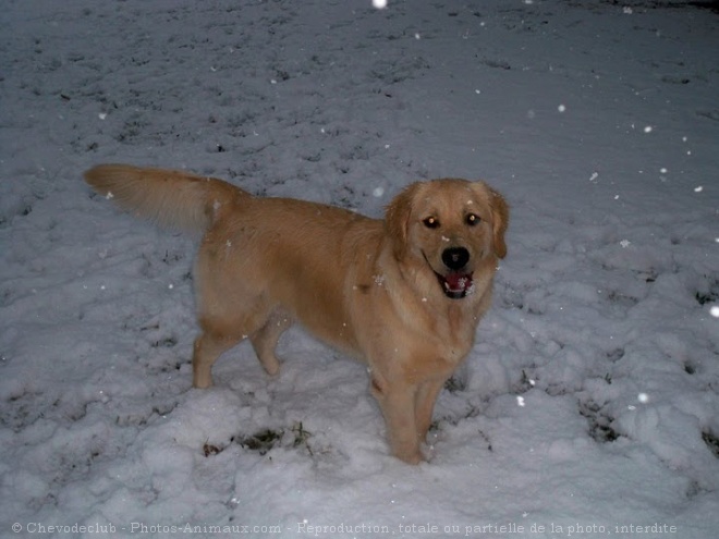 Photo de Golden retriever