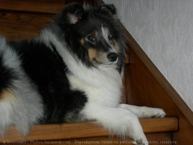 Photo de Chien de berger des shetland