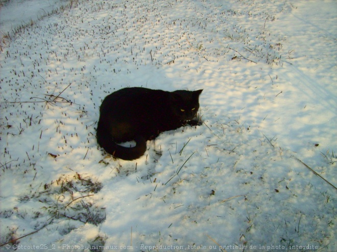 Photo de Chat domestique