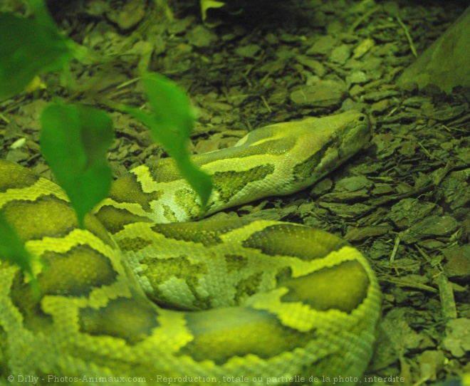 Photo de Serpent