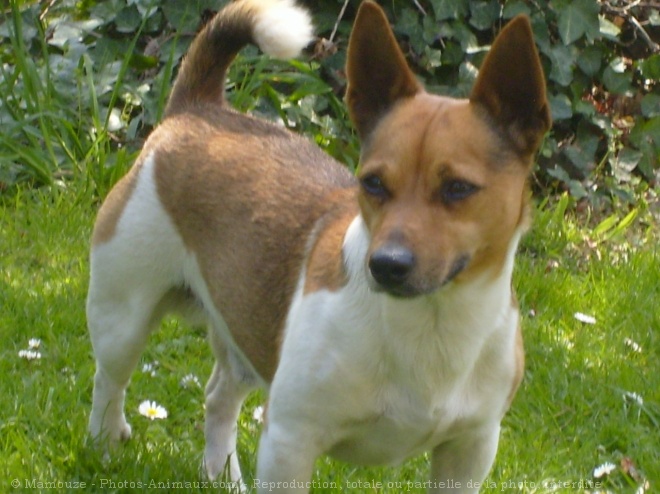 Photo de Jack russell terrier