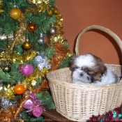 Photo de Shih tzu