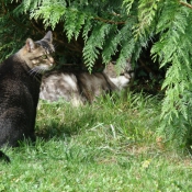 Photo de Chat domestique