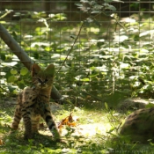 Photo de Serval