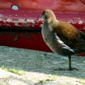 Photo de Poule d'eau