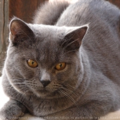 Photo de Chartreux