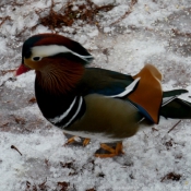 Photo de Canard mandarin