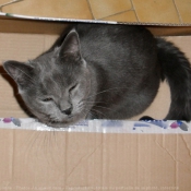 Photo de Chartreux