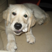 Photo de Golden retriever